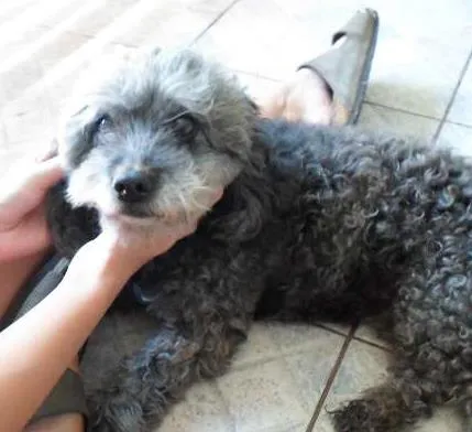 Cachorro ra a Poodle idade 6 ou mais anos nome Charlota