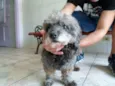 Charlota