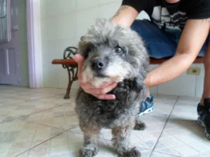 Cachorro raça Poodle idade 6 ou mais anos nome Charlota