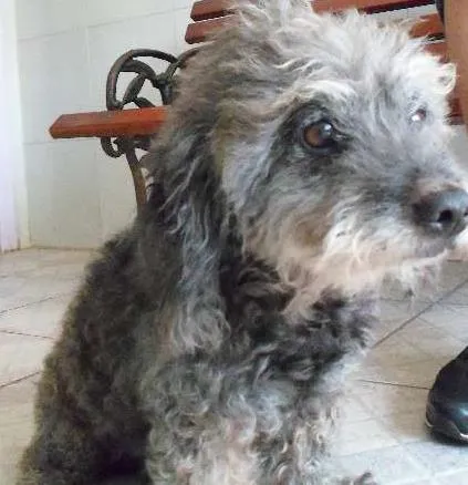 Cachorro ra a Poodle idade 6 ou mais anos nome Charlota