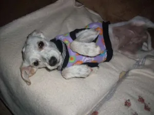 Cachorro raça Poodle idade 1 ano nome Menina