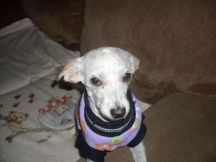 Cachorro ra a Poodle idade 1 ano nome Menina