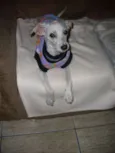 Menina