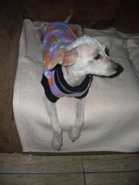 Cachorro ra a Poodle idade 1 ano nome Menina