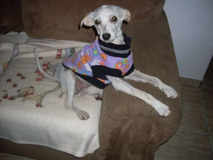 Cachorro ra a Poodle idade 1 ano nome Menina