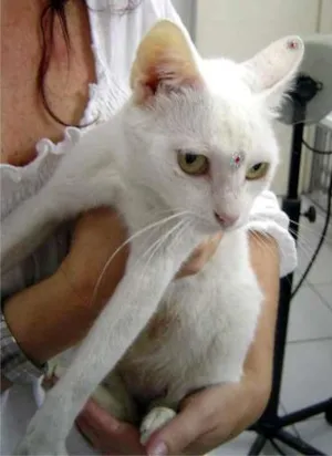 Gato raça SRD idade 2 anos nome Sissi