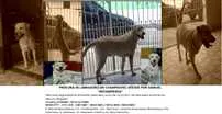 Cachorro raça Labrador idade 4 anos nome Samuel GRATIFICA