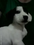 não tem