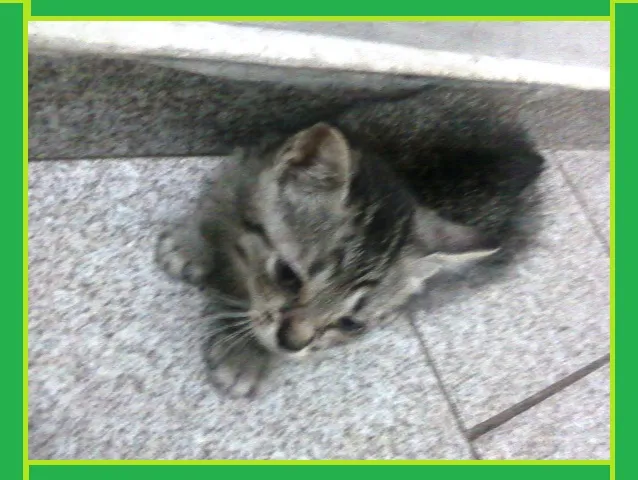 Gato ra a SRD idade Abaixo de 2 meses nome Tigrinho