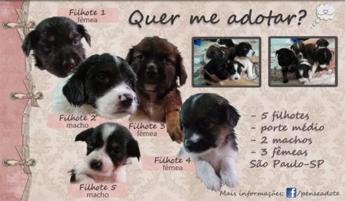 Cachorro ra a SRD idade Abaixo de 2 meses nome Ainda sem nome