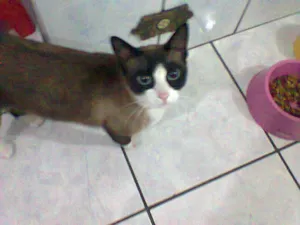 Gato raça SRD idade 2 anos nome MIETE GRATIFICA
