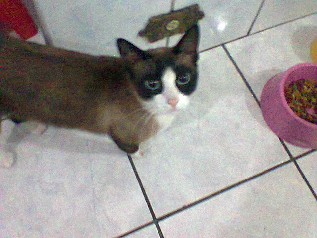 Gato ra a SRD idade 2 anos nome MIETE GRATIFICA