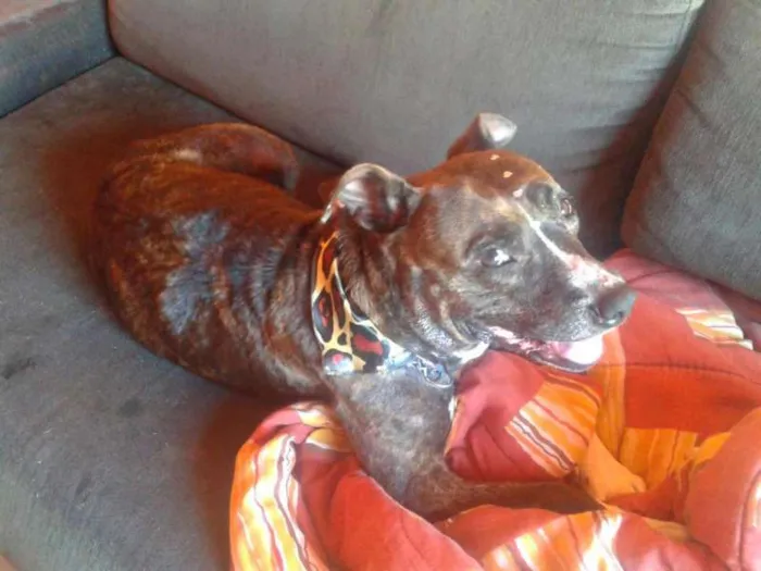Cachorro ra a Pit-Bull idade 4 anos nome Tigra