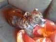 Tigra