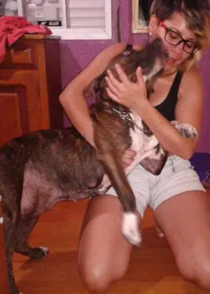 Cachorro raça Pit-Bull idade 4 anos nome Tigra