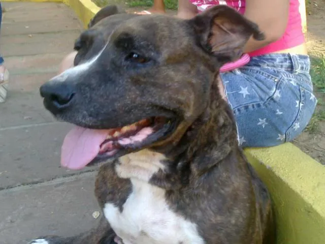 Cachorro ra a Pit-Bull idade 4 anos nome Tigra