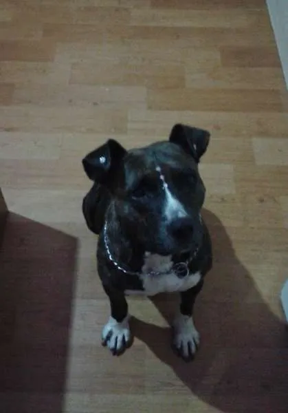 Cachorro ra a Pit-Bull idade 4 anos nome Tigra