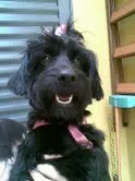 Cachorro ra a SRD idade 1 ano nome Jujú