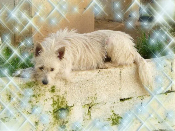 Cachorro ra a srd idade 7 a 11 meses nome Clarinha