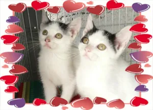 Gato raça SRD idade 2 a 6 meses nome Pan e Pin