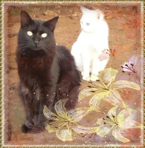 Gato raça SRD idade 7 a 11 meses nome Silvinha