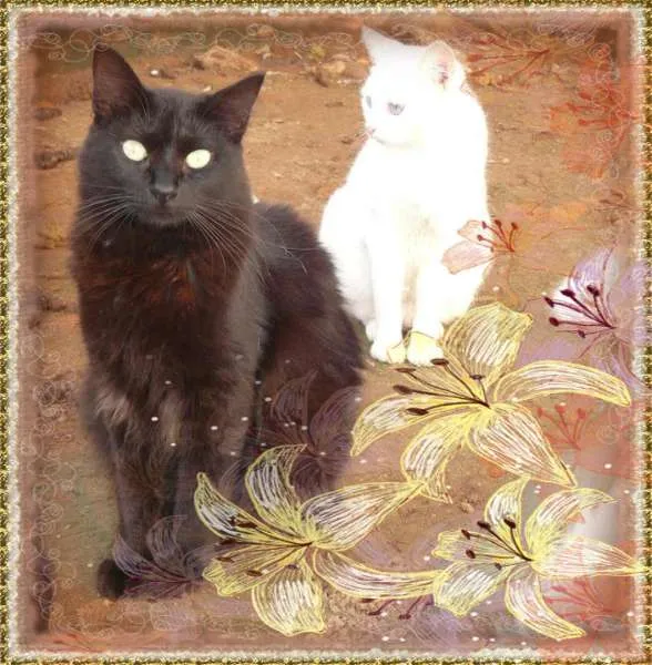 Gato ra a SRD idade 7 a 11 meses nome Silvinha