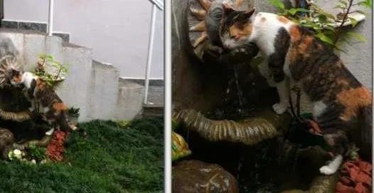 Gato ra a SRD idade 1 ano nome Mimi GRATIFICA