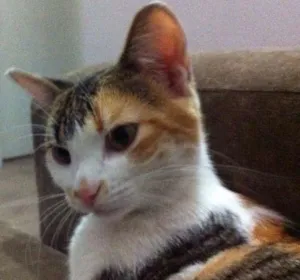 Gato raça SRD idade 1 ano nome Mimi GRATIFICA