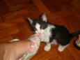 Frederico Augusto