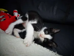 Gato raça indefinida idade 2 a 6 meses nome Frederico Augusto
