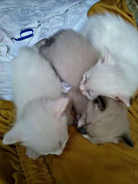 Gato ra a  idade Abaixo de 2 meses nome Filhotes