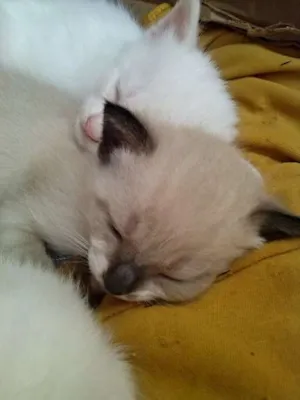 Gato raça  idade Abaixo de 2 meses nome Filhotes