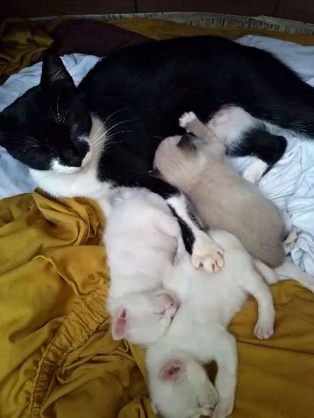 Gato ra a  idade Abaixo de 2 meses nome Filhotes