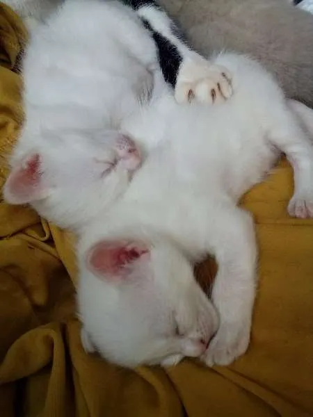 Gato ra a  idade Abaixo de 2 meses nome Filhotes
