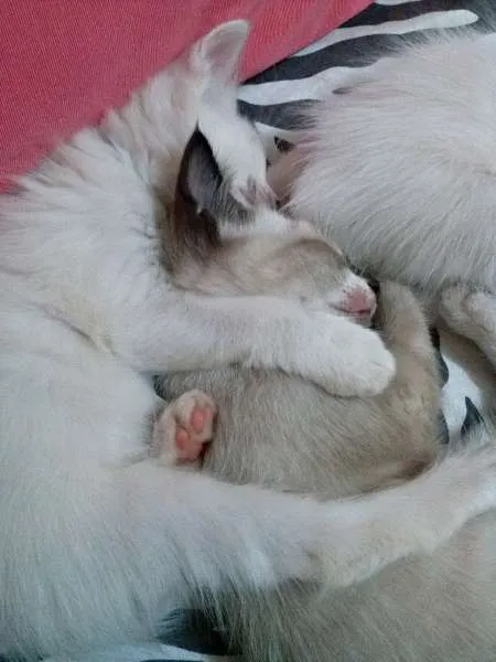 Gato ra a  idade Abaixo de 2 meses nome Filhotes