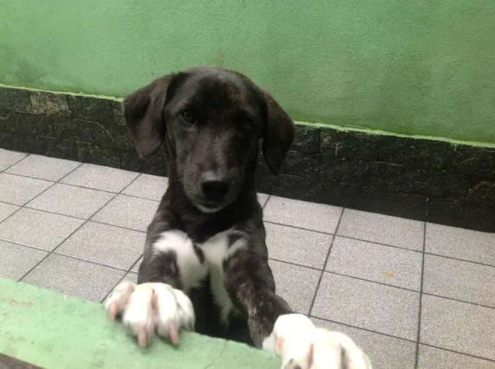 Cachorro ra a SRD idade 7 a 11 meses nome Loopy