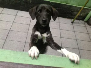 Cachorro raça SRD idade 7 a 11 meses nome Loopy