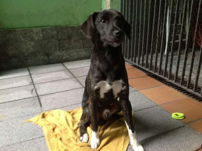 Cachorro ra a SRD idade 7 a 11 meses nome Loopy