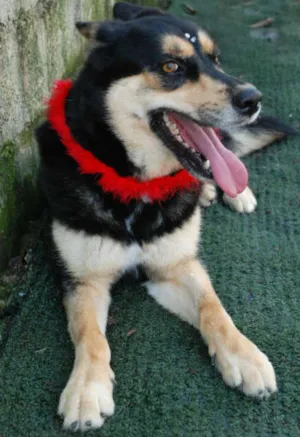 Cachorro raça Husky Siberiano idade 3 anos nome DUDA