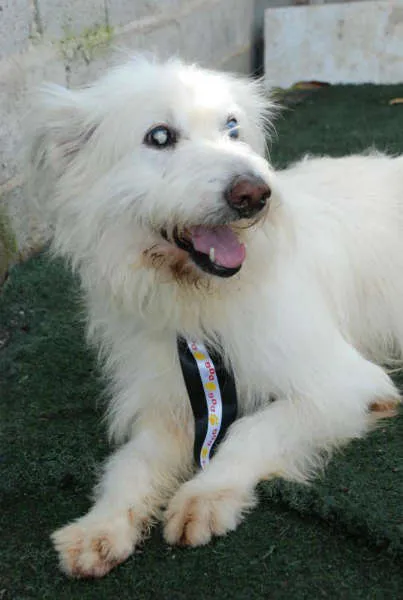 Cachorro ra a SRD idade 6 ou mais anos nome Blanck - Ceguinho