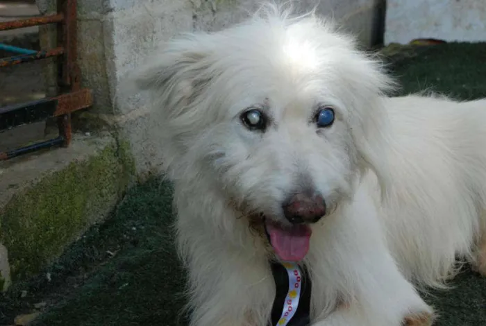 Cachorro ra a SRD idade 6 ou mais anos nome Blanck - Ceguinho