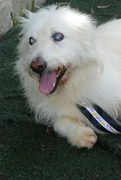 Cachorro ra a SRD idade 6 ou mais anos nome Blanck - Ceguinho