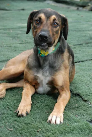 Cachorro raça SRD idade 2 anos nome Endres - Bonitão!