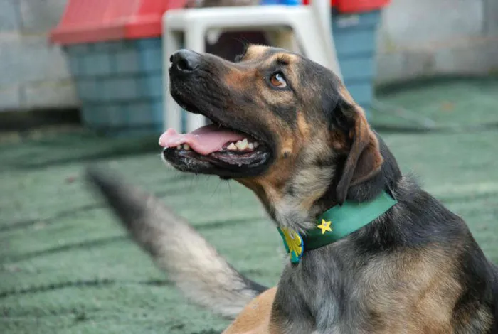 Cachorro ra a SRD idade 2 anos nome Endres - Bonitão!