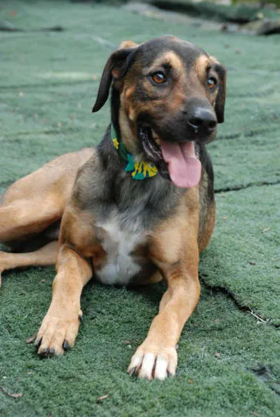 Cachorro ra a SRD idade 2 anos nome Endres - Bonitão!