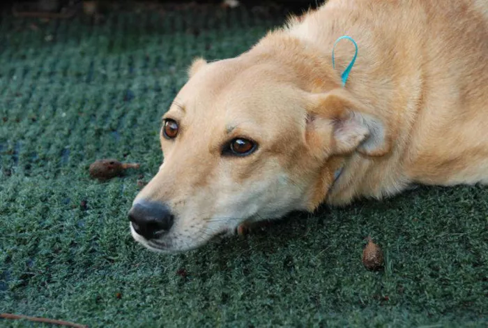 Cachorro ra a SRD idade 1 ano nome Athena - Boazinhaa!