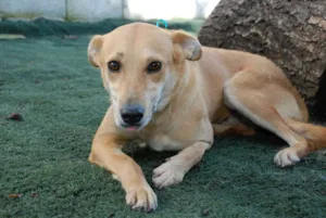 Cachorro raça SRD idade 1 ano nome Athena - Boazinhaa!
