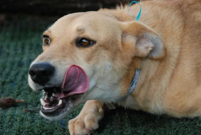 Cachorro ra a SRD idade 1 ano nome Athena - Boazinhaa!