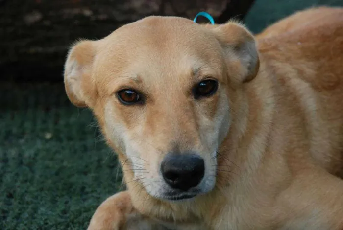 Cachorro ra a SRD idade 1 ano nome Athena - Boazinhaa!