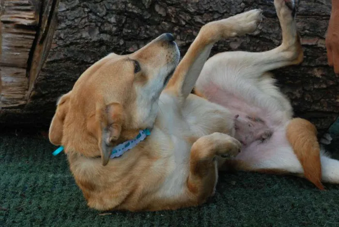Cachorro ra a SRD idade 1 ano nome Athena - Boazinhaa!